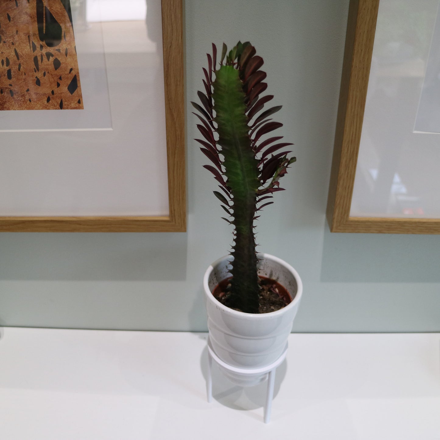 Plant Pot Stand (x3) for plant pot / planter - Eco-friendly, sustainable, biodegradable plastic - Gift - Present - 3D Printed - 12 colours